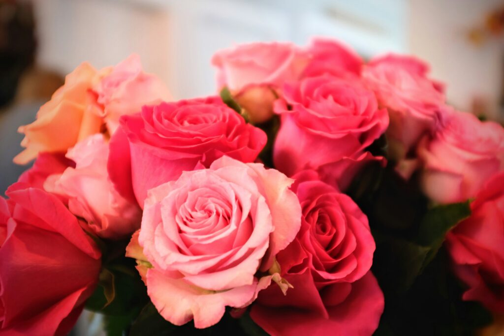Fresh roses for delivery across South Africa by Petal & Post